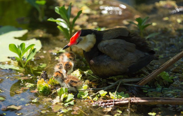 Jacana and chicks