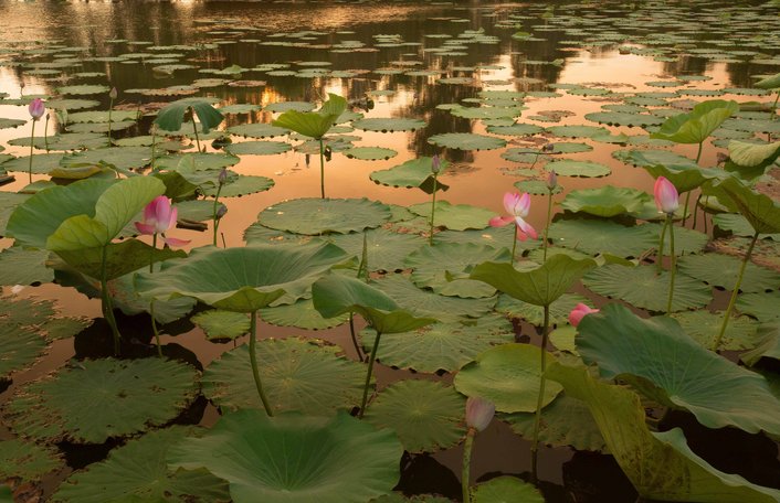 Beautiful sunset colours on the Sacred Lotus