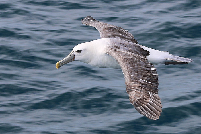 Albatross