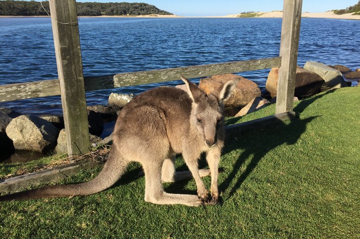 Kangaroo sightings highly likely!