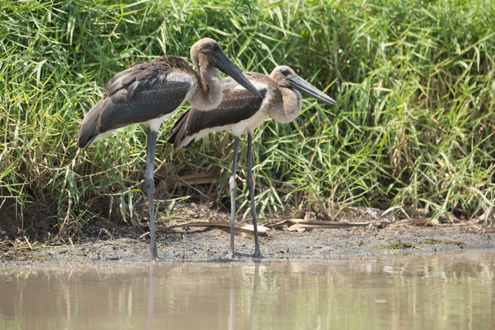 Juvenile Black Neck Stork (Jabiru)