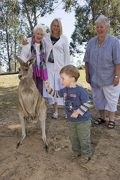 hand feeding a kangaroo