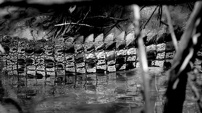 Crocodile tail Proserpine River