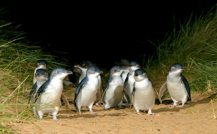 Little Blue Penguins