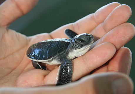 One Arm Point Aquaculture Hatchery