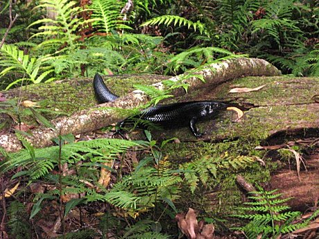 Springbrook National Park