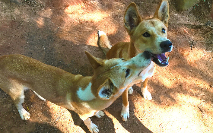 Dingoes 