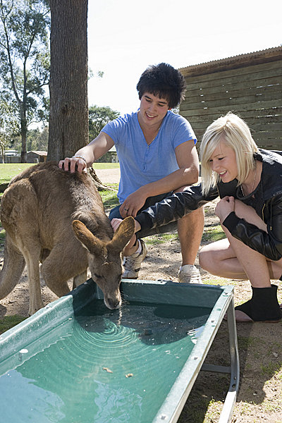 Feeding a kangaroo