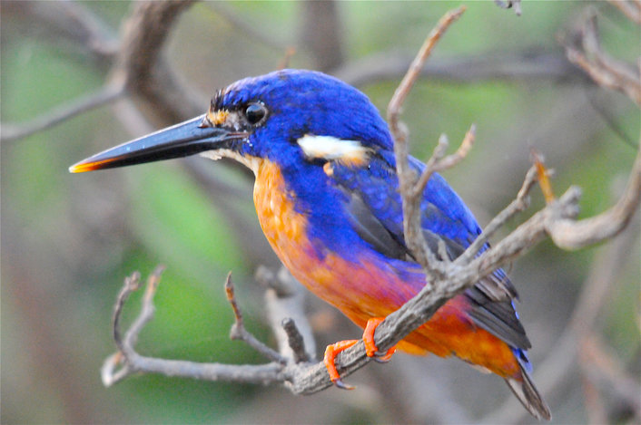 Azure Kingfisher