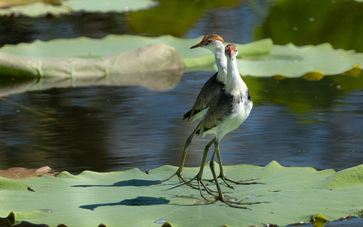 Juvenile Jacanas