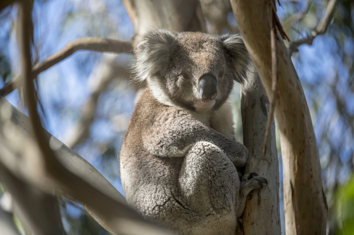 Koala viewing on French Island