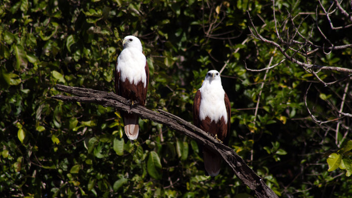 Brahminy Kites on Proserpine River