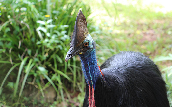 Cassowary 