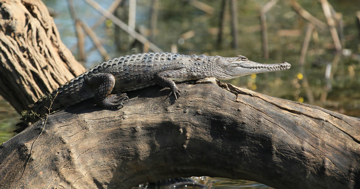 Fresh water crocodile