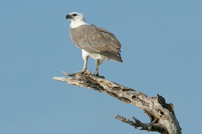 White bellied sea eagle