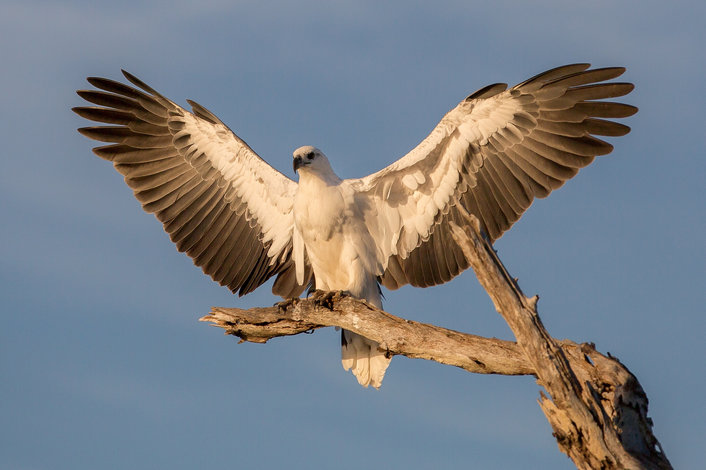 White bellied sea eagle